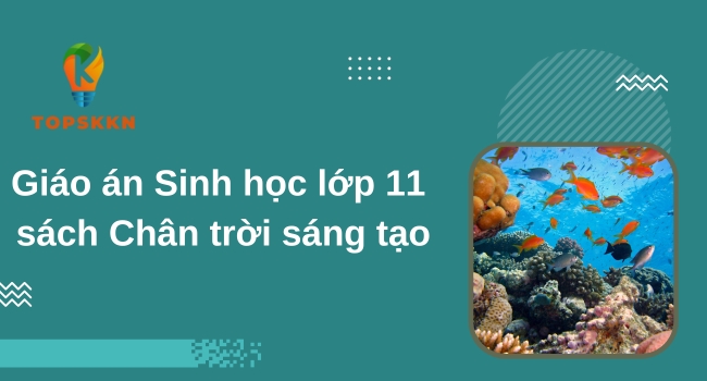 Giáo án Sinh học lớp 11 sách Chân trời sáng tạo